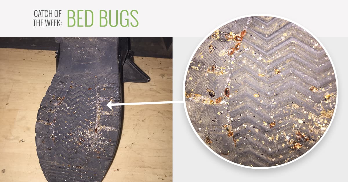 catch-of-the-week-bed-bugs